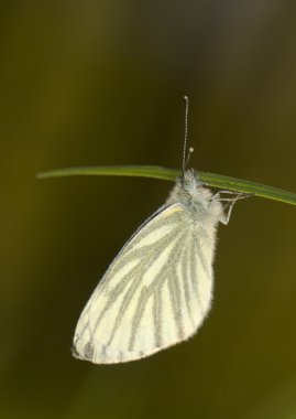 lahana - pieris napi