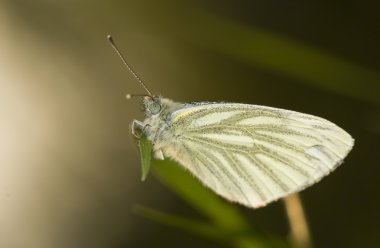 lahana - pieris napi