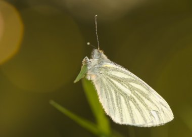 lahana - pieris napi