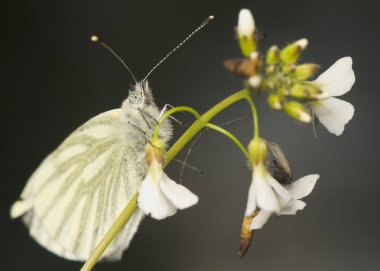 lahana - pieris napi