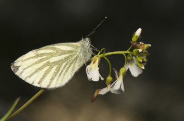 lahana - pieris napi