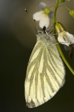 lahana - pieris napi