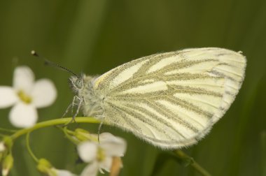 Pieris napi - lahana