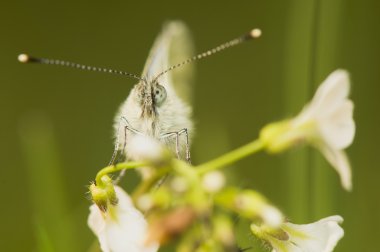 Pieris napi - lahana