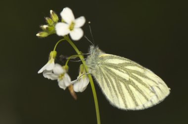 Pieris - lahana