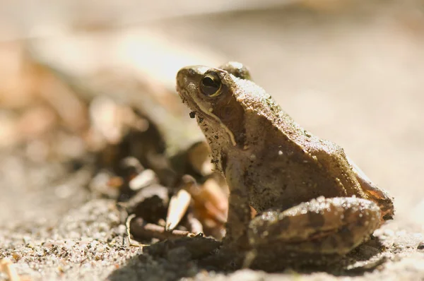 Kurbağa - rana — Stok fotoğraf