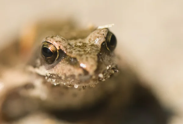 Frog - Rana — Stock Photo, Image