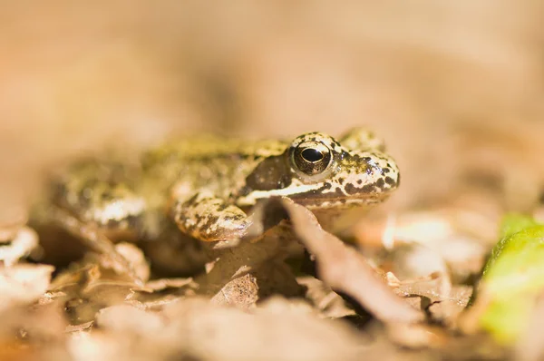 개구리-모이 라 — 스톡 사진