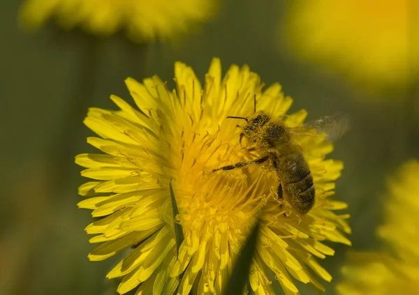 Včela - API — Stock fotografie