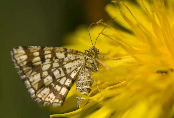 Chiasmia clathrata — Zdjęcie stockowe