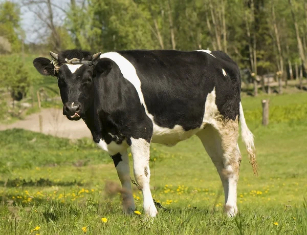 Çayırda inek — Stok fotoğraf