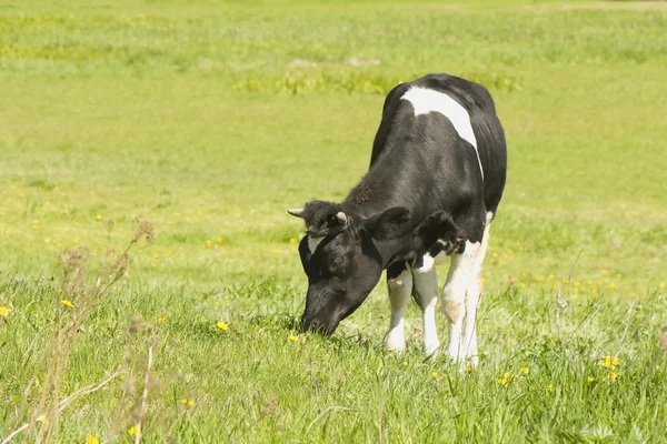 Çayırda inek — Stok fotoğraf