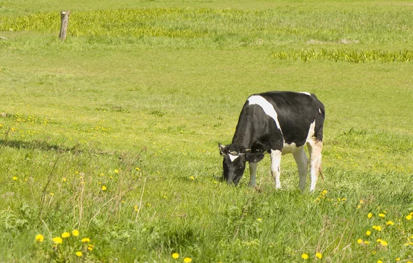 Kráva a pastviny — Stock fotografie