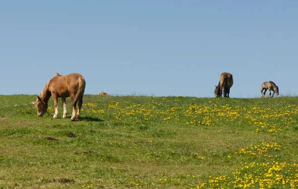 At çayırda — Stok fotoğraf