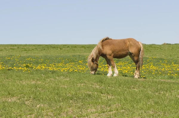 Häst i äng — Stockfoto
