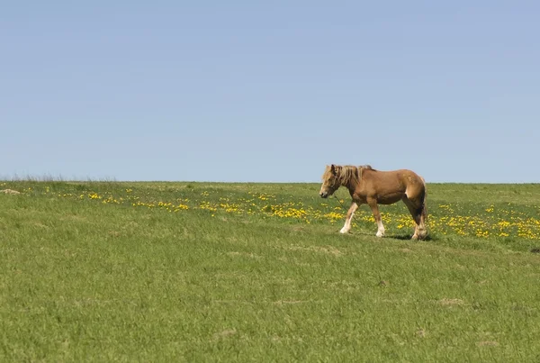 Paard in weide — Stockfoto