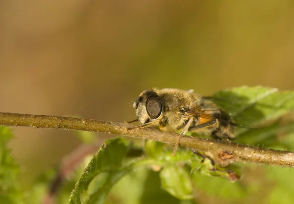 Пчеловидки tenax — стоковое фото