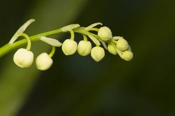 Convallaria majalis — Zdjęcie stockowe