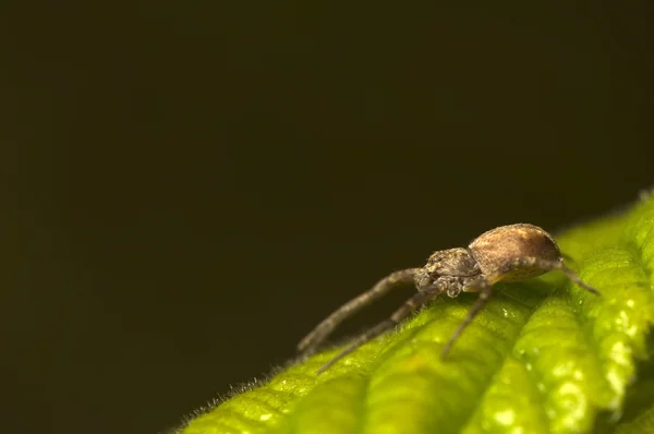 거미-xysticus — 스톡 사진