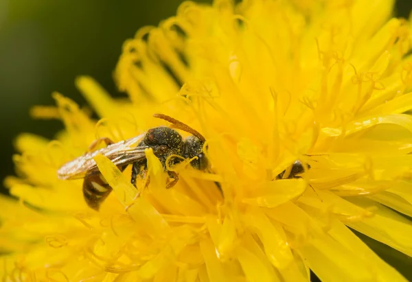 Nomada - abelha — Fotografia de Stock