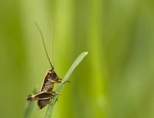 Pholidoptera — 스톡 사진