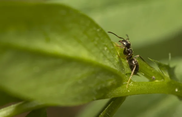 Lasius - mrówka — Zdjęcie stockowe