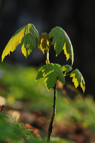 Acer pseudoplatanus — Zdjęcie stockowe