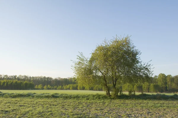 Дерево, гольф и весна — стоковое фото