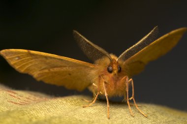 Orange moth clipart