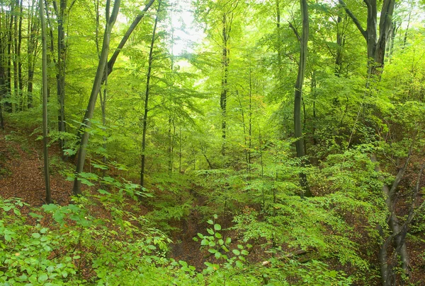 Δάσος — Φωτογραφία Αρχείου
