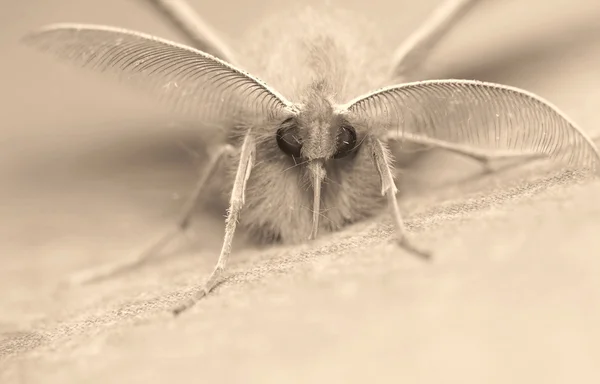 Orange moth — Stock Photo, Image