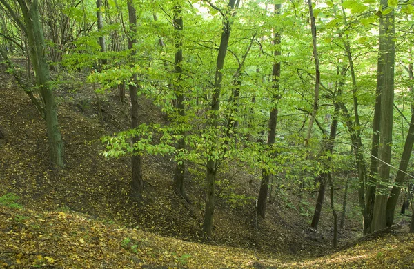 Garganta en el bosque — Foto de Stock