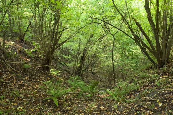 Wąwóz w lesie — Zdjęcie stockowe