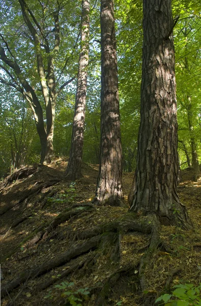 Träd och avenbok — Stockfoto