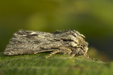 asteroscopus Sfenks