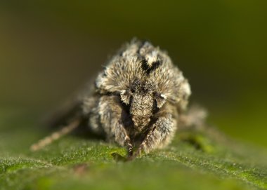 asteroscopus Sfenks