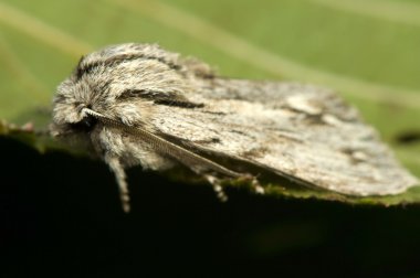 asteroscopus Sfenks