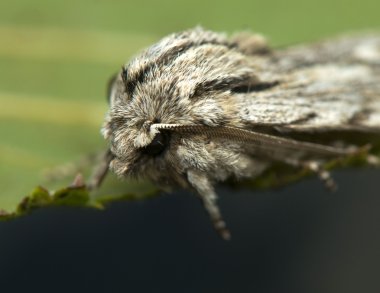 asteroscopus Sfenks