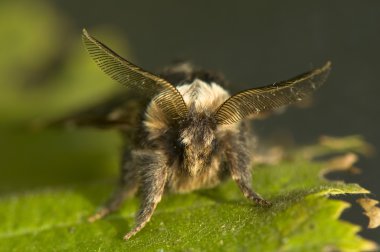 Poecilocampa populi