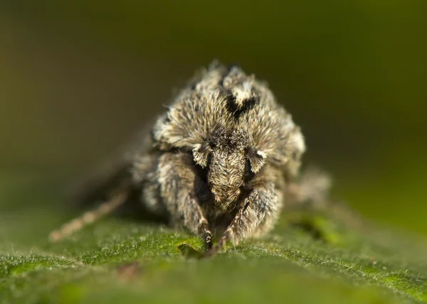 Asteroscopus Sfenks — Stok fotoğraf