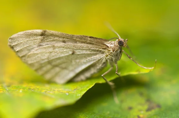 Moth macro — Stock Photo, Image