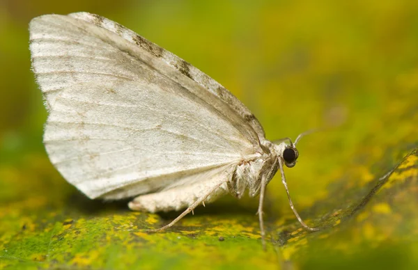 Moth macro — Stock Photo, Image