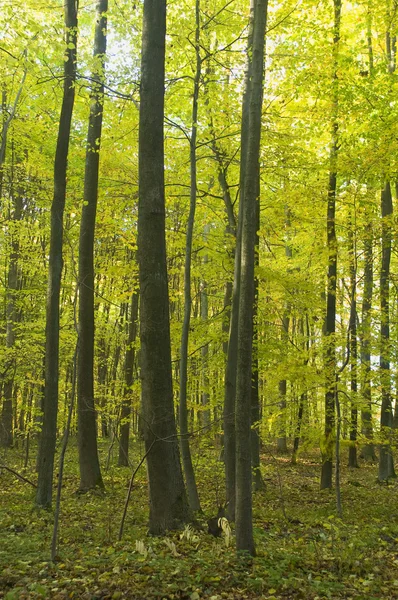 Foresta autunnale — Foto Stock