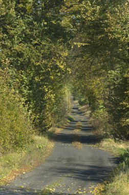 Road, ağaç ve sonbahar