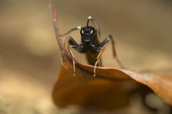 Hymenoptera — Fotografia de Stock