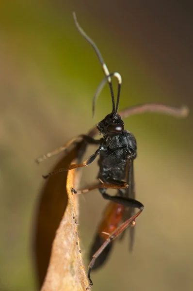 Hymenoptera — Fotografia de Stock