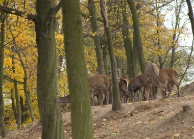 Cervus elaphus