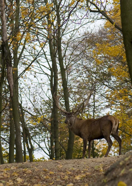 Stock image Cervus elaphus