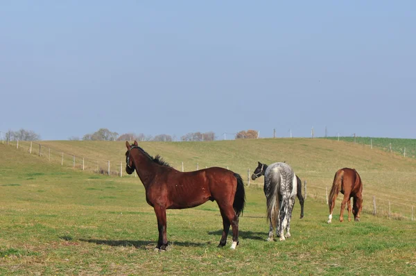 Hästar — Stockfoto