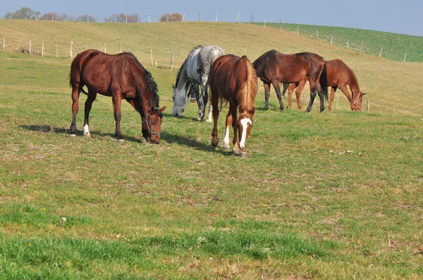 Hästar — Stockfoto